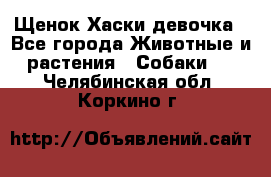 Щенок Хаски девочка - Все города Животные и растения » Собаки   . Челябинская обл.,Коркино г.